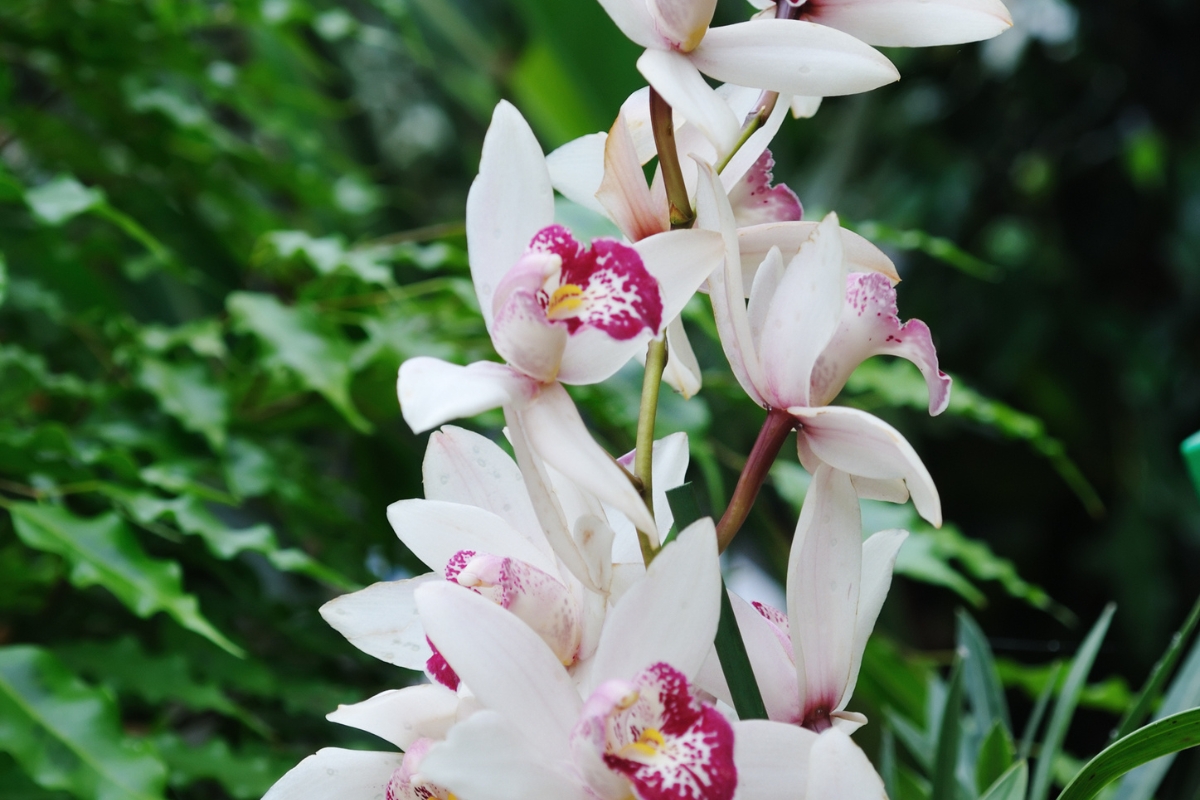 Orquídea cymbidium (reprodução Canva Pro)