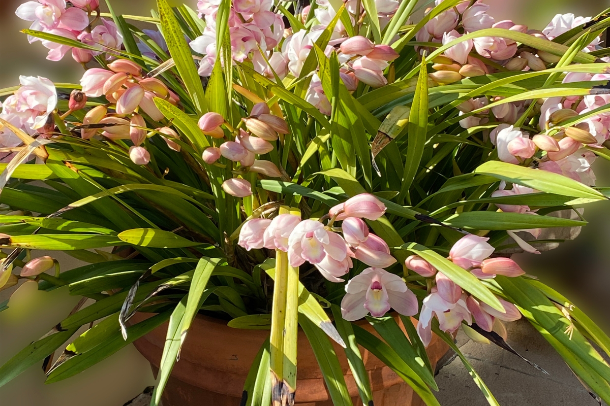 Orquídea cymbidium (reprodução Canva Pro) 
