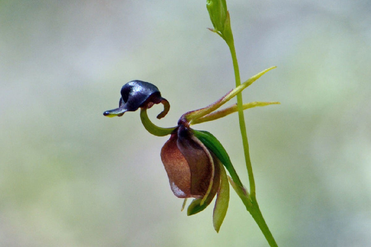 Orquidea de pato voador (Foto: Reprodução Canva Pro)