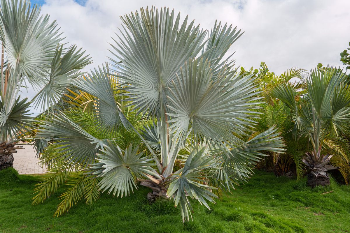 Palmeira azul destaque no paisagismo; descubra tudo que é preciso saber sobre essa planta - Reprodução Canva