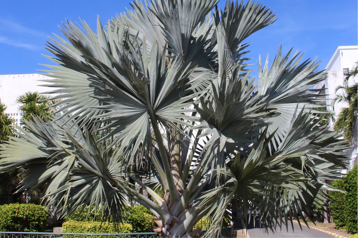 Palmeira azul destaque no paisagismo; descubra tudo que é preciso saber sobre essa planta - Reprodução Canva