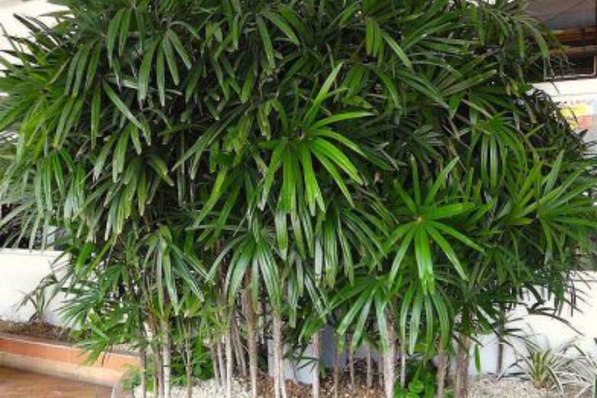 Palmeira-ráfis (Reprodução Canva) 