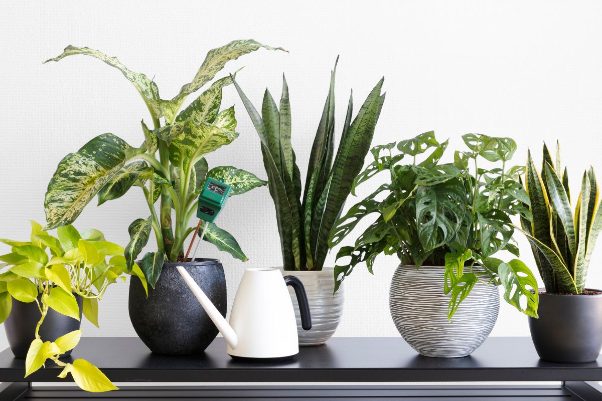 Chega de calor: 5 plantas que deixam sua casa fresca o dia todo, confira - Fonte: Canva