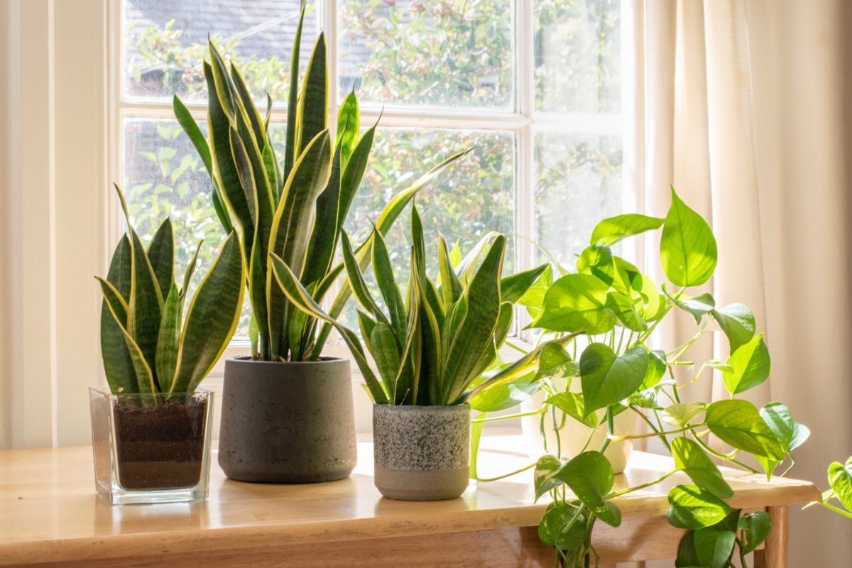 Plantas para apartamento; como escolher e as melhores opções para esse ambiente - Canva