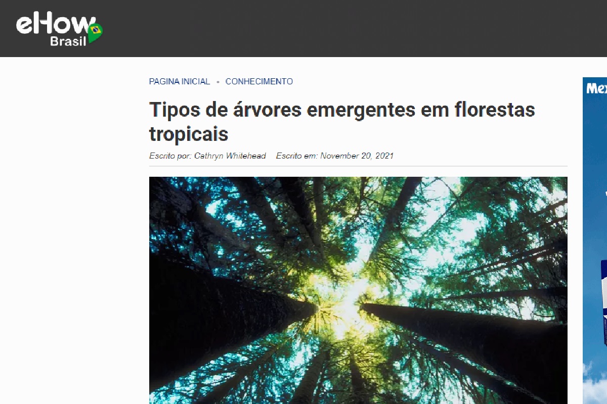 Reportagem sobre árvores emergentes em florestas tropicais (Foto: Reprodução EHow)