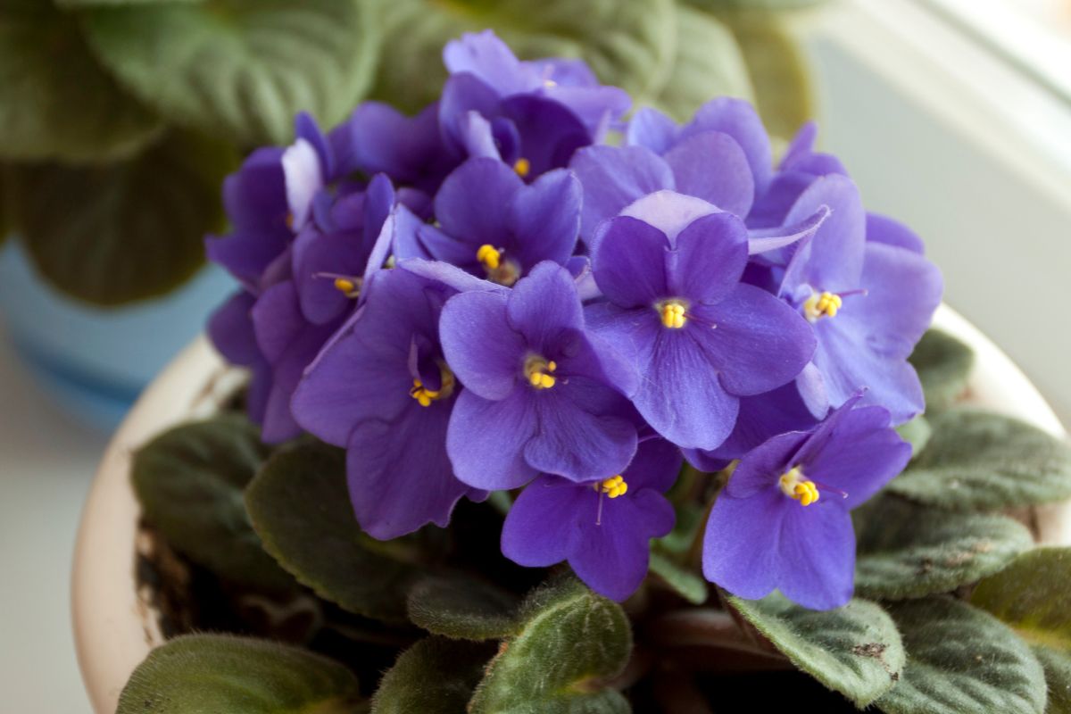 Flor violeta (Reprodução Canva Pro)