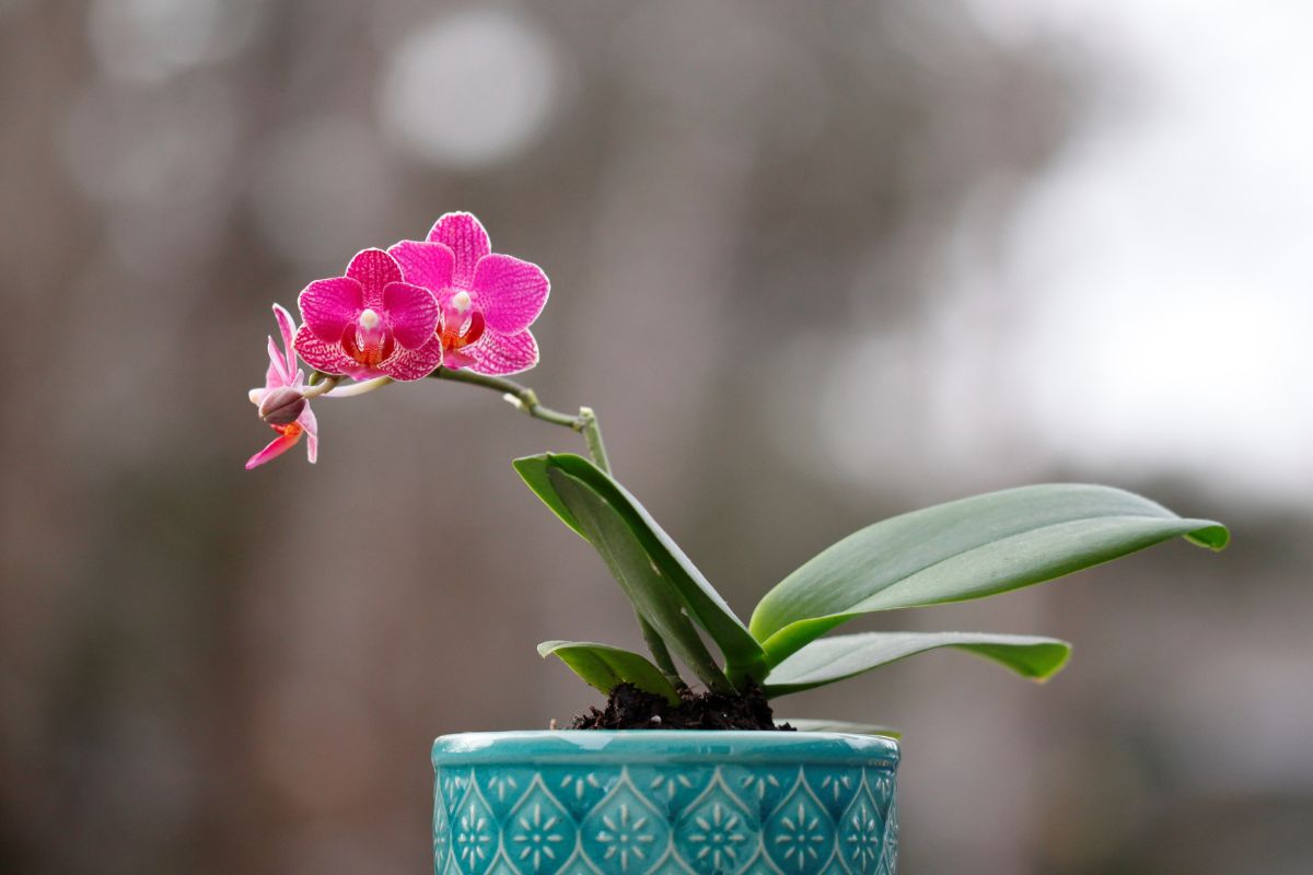 Mini-orquídeas (Reprodução Canva Pro) 