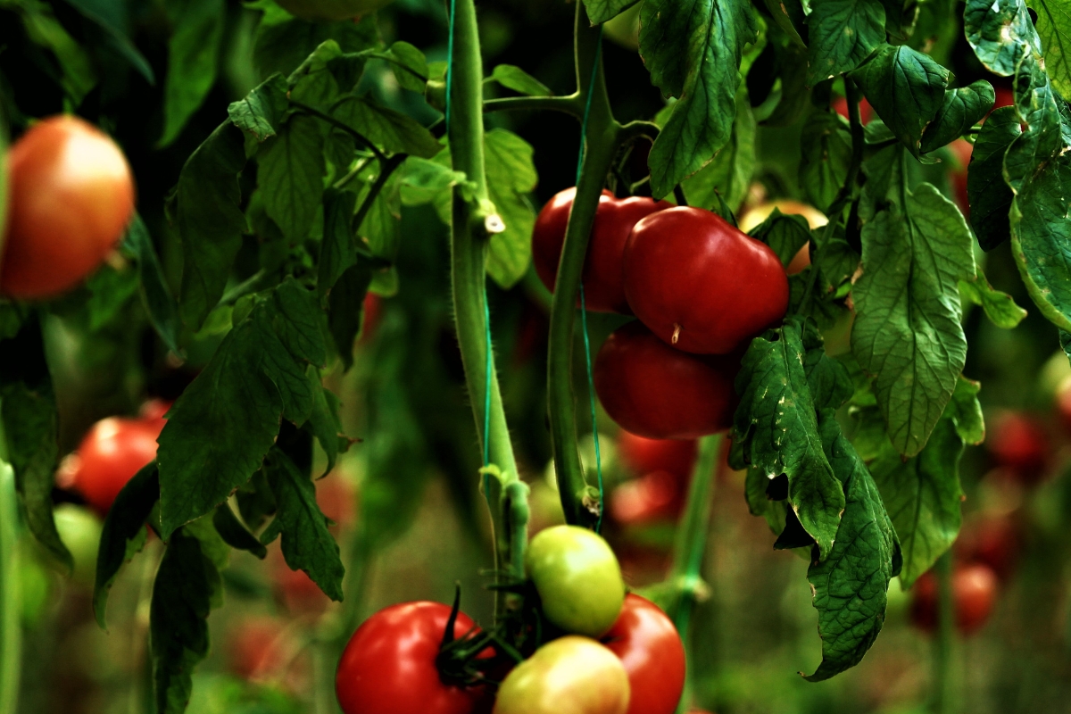 Tomate (reprodução Canva Pro)
