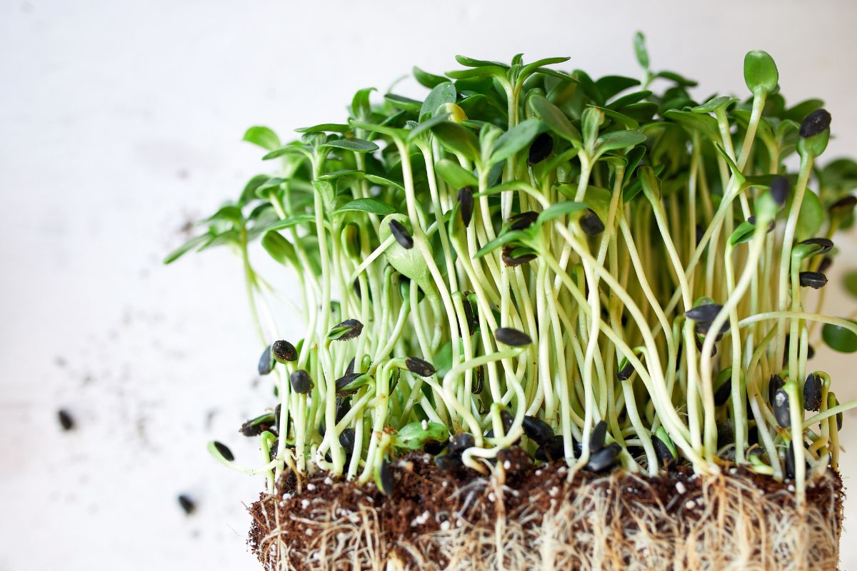 Como plantar microverdes? Aprenda o que são e como tê-los em casa - Canva