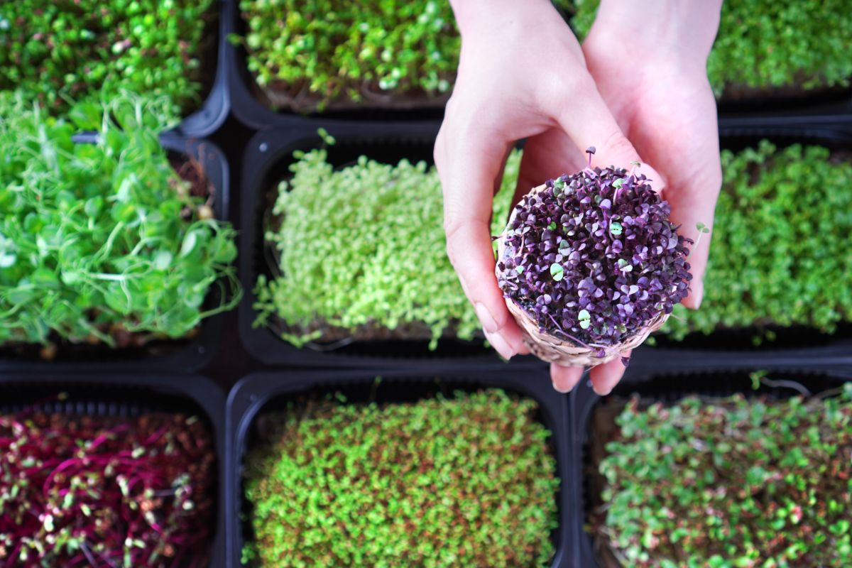 Como plantar microverdes? Aprenda o que são e como tê-los em casa