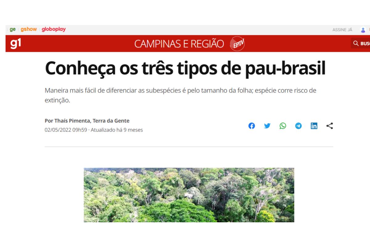 Pau-Brasil: descubra muito mais do que já te contaram sobre a espécie histórica do nosso território