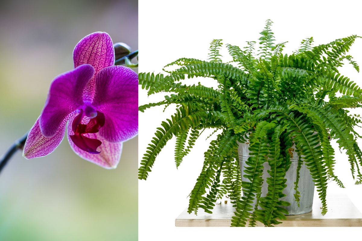 Adicione beleza e vida ao seu ambiente com orquídeas e samambaias