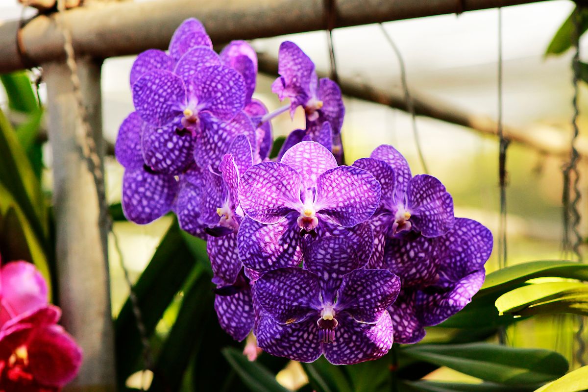 Adicione beleza e vida ao seu ambiente com orquídeas e samambaias - Canva