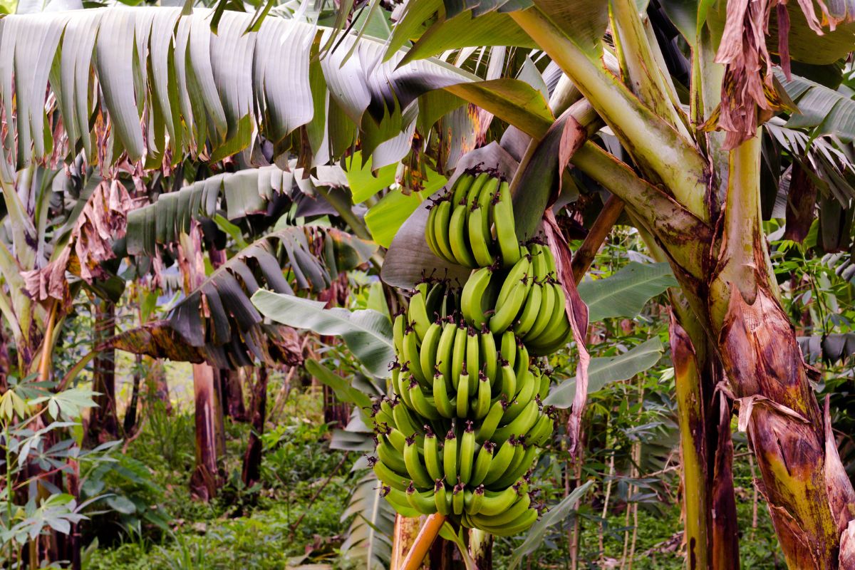 Como plantar banana da terra? Tenha esse alimento em casa depois de ler o guia