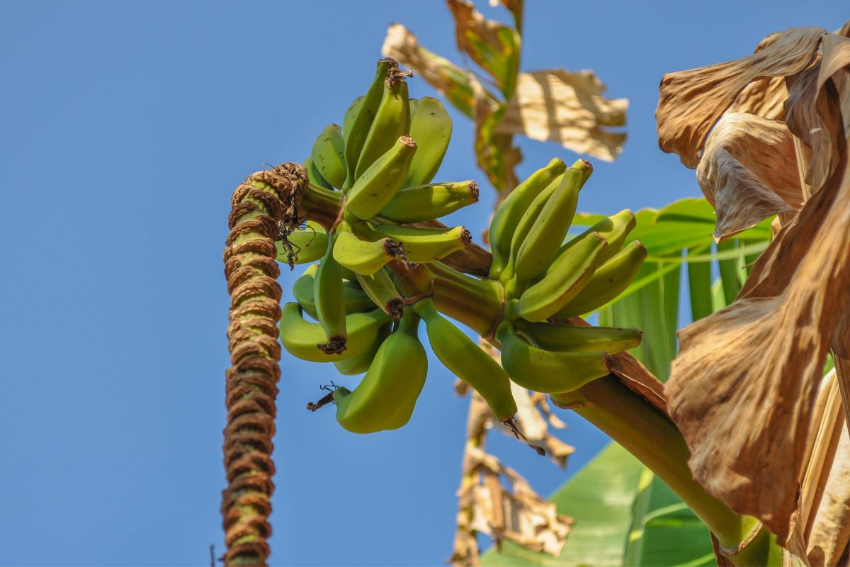 Como plantar banana da terra? Tenha esse alimento em casa depois de ler o guia - Canva