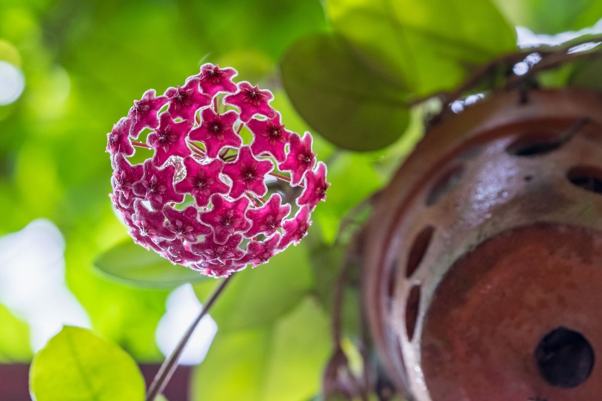 Flor de cera: como cuidar e cultivar? Confira os passos para essa tarefa e tenha uma planta exótica em casa - Canva