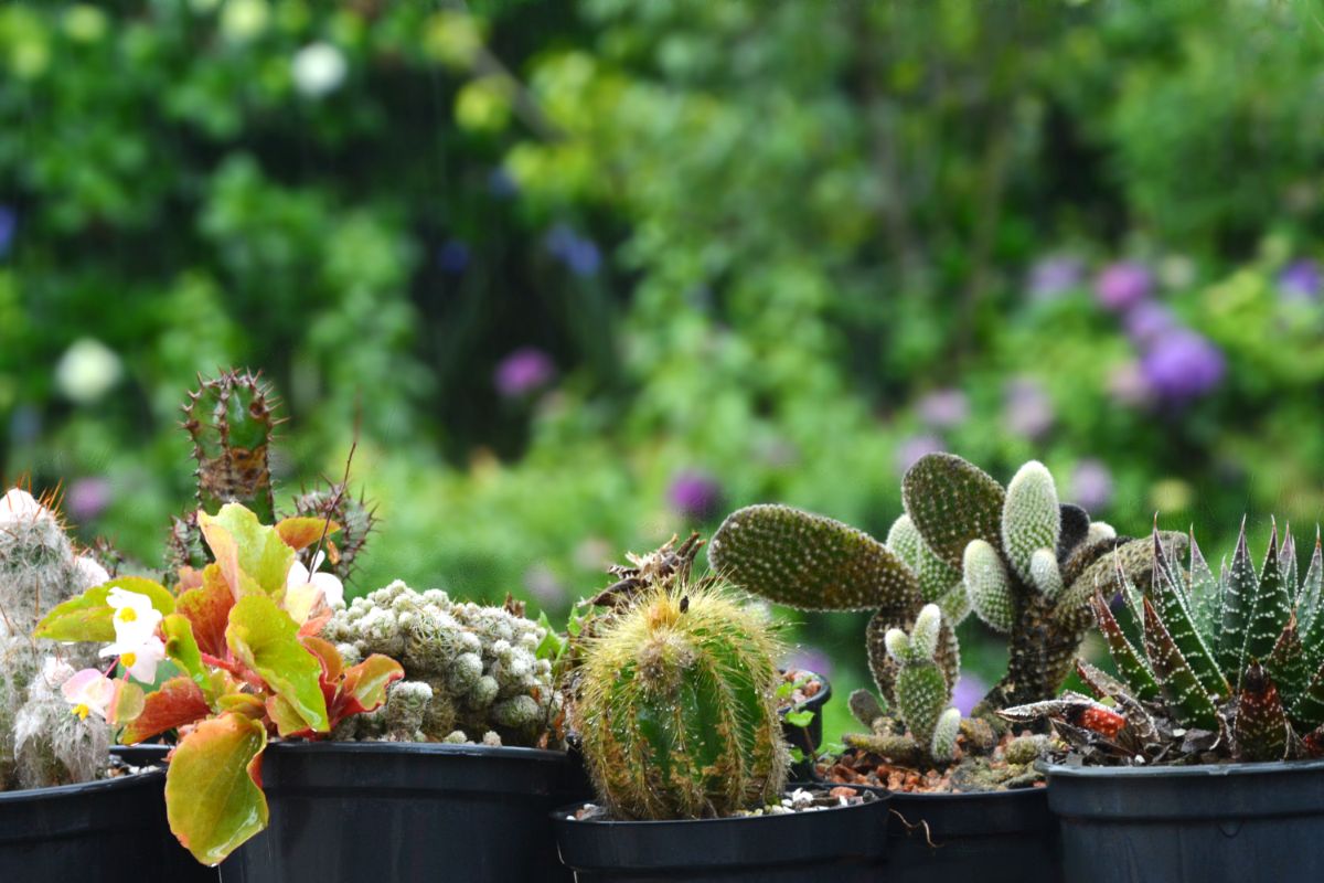 Estilo com plantas: conheça as 3 dicas principais para ter elegância sem dificuldades com as plantas - Canva