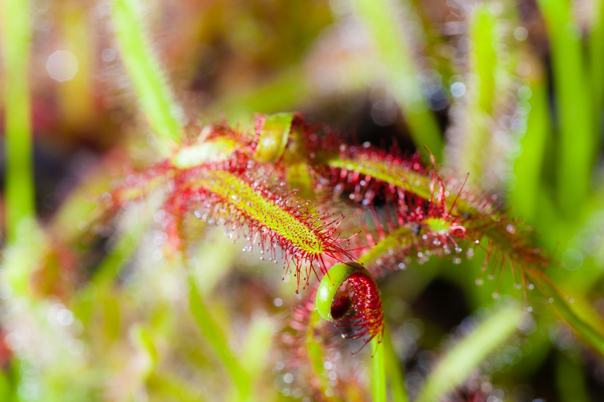 Planta carnívora: confira mais detalhes sobre essas espécies que poucos falam sobre - Canva