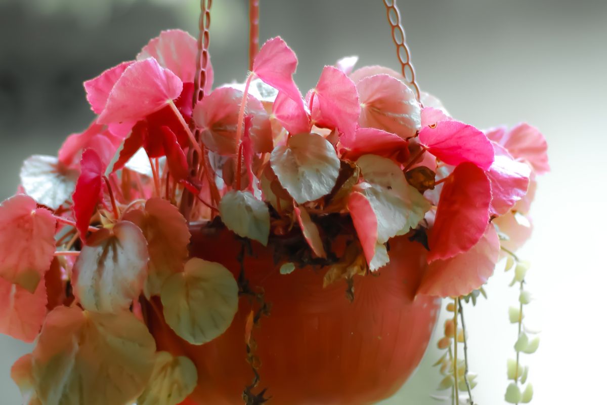 Quais são os melhores vasos de flores? Confira como escolher o ideal para a sua situação