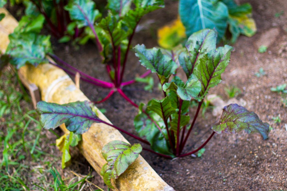 Quais as melhores hortaliças para plantar no verão? Faça a escolha correta e aproveite a estação - Canva