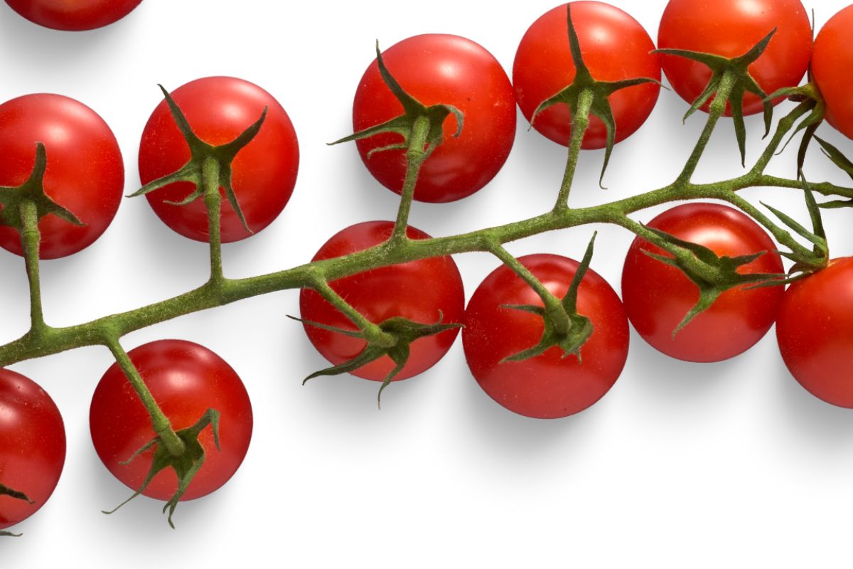 Tomate-cereja: como ter um lindo tomateiro em casa para complementar a sua salada? Veja agora