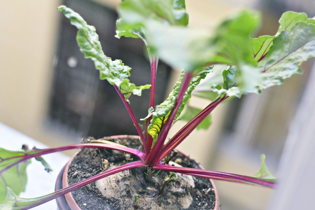 3 vegetais fáceis de cultivar em vaso - Reprodução Canva