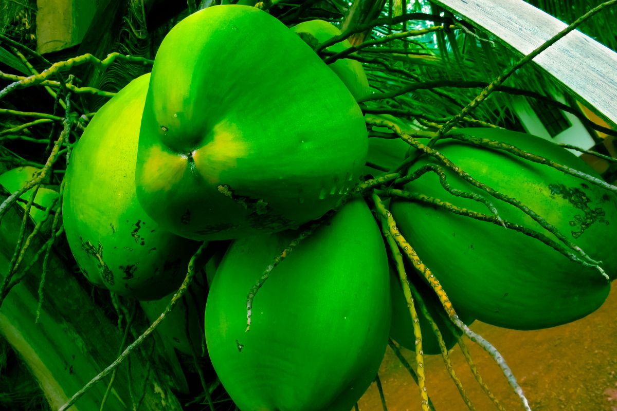 Como cultivar coqueiro anão em casa? Veja truques para ajudar no desenvolvimento da planta - Canva