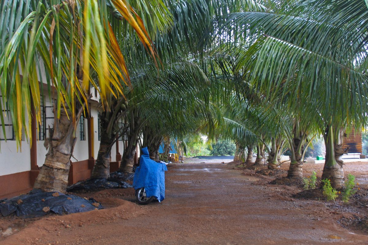Como cultivar coqueiro anão em casa? Veja truques para ajudar no desenvolvimento da planta - Canva