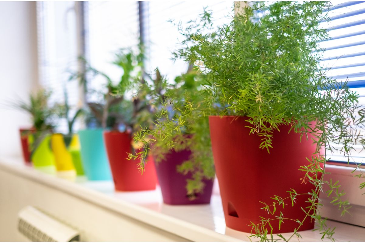 Verde por toda parte: aprenda a decorar sua casa com plantas de interior incríveis - Canva