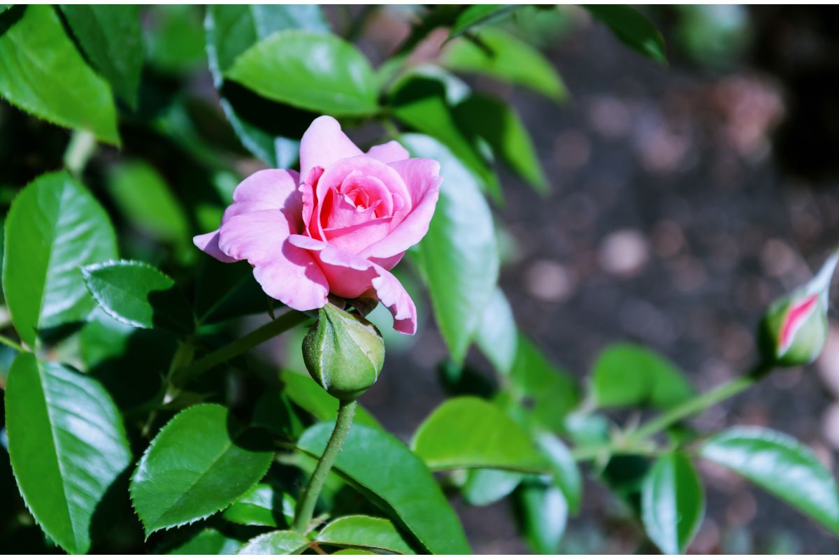 Aromas que encantam: como plantar flores perfumadas em casa -Canva