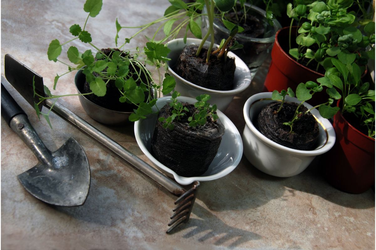 Como fazer uma horta em vasos e qual as melhores hortaliças para cultivar nesse espaço - Canva