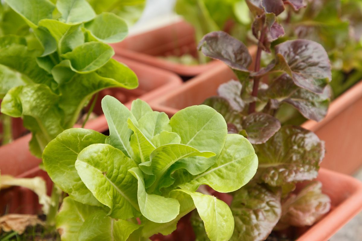 Como fazer uma horta em vasos e qual as melhores hortaliças para cultivar nesse espaço - Canva