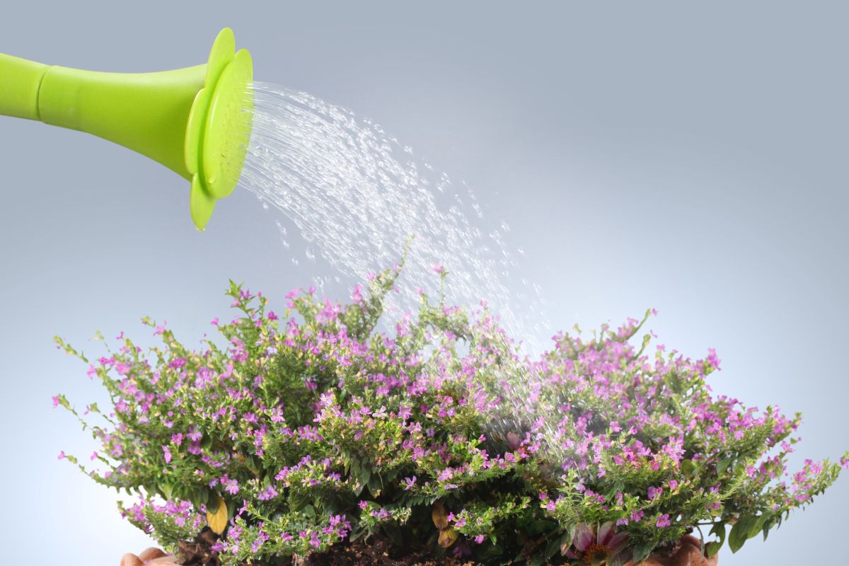 Regando com eficiência: dicas para economizar água na irrigação do jardim - Canva