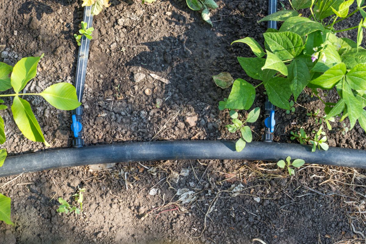 Regando com eficiência: dicas para economizar água na irrigação do jardim - Canva
