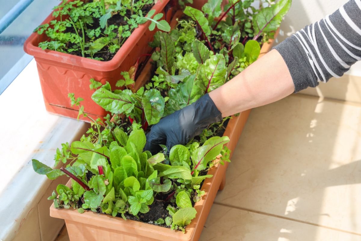 Viva a natureza: como fazer um jardim orgânico em casa - Canva