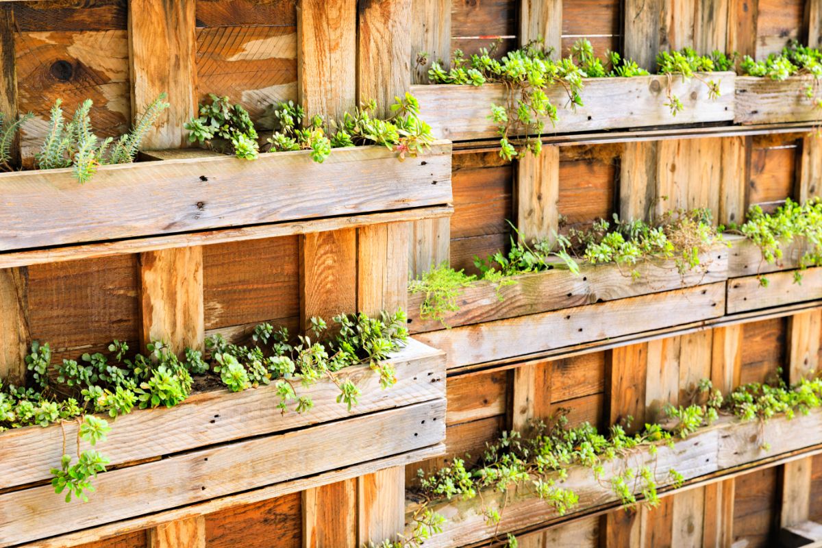 Jardim em pallet: como reaproveitar a madeira para ter um espaço verde na sua casa - Canva