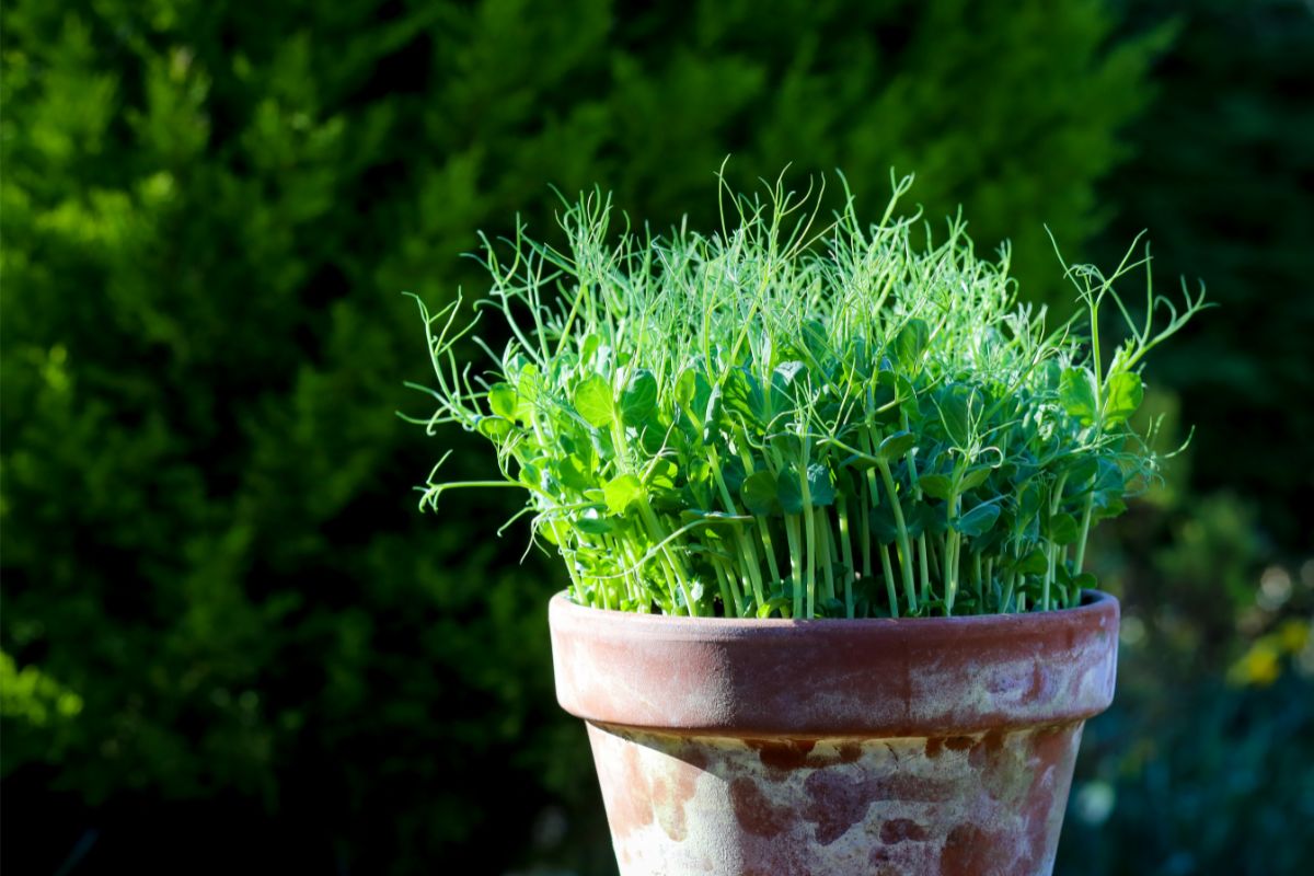 4 legumes que podem ser plantados em vaso; aproveite e tenha alimentos frescos em qualquer espaço - Reprodução Canva