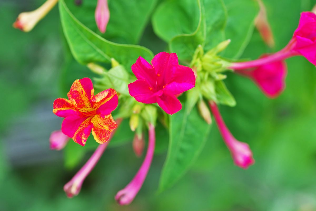 Conheça a flor maravilha e saiba como cultivar em seu jardim - Reprodução Canva
