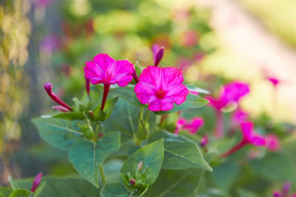 Conheça a flor maravilha e saiba como cultivar em seu jardim - Reprodução Canva