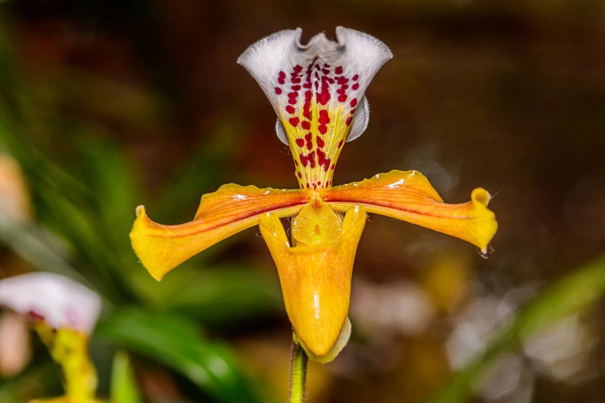 Mini orquídea são o encanto da jardinagem; conheça 4 espécies raras e veja como cultivá-las - Fonte: Canva
