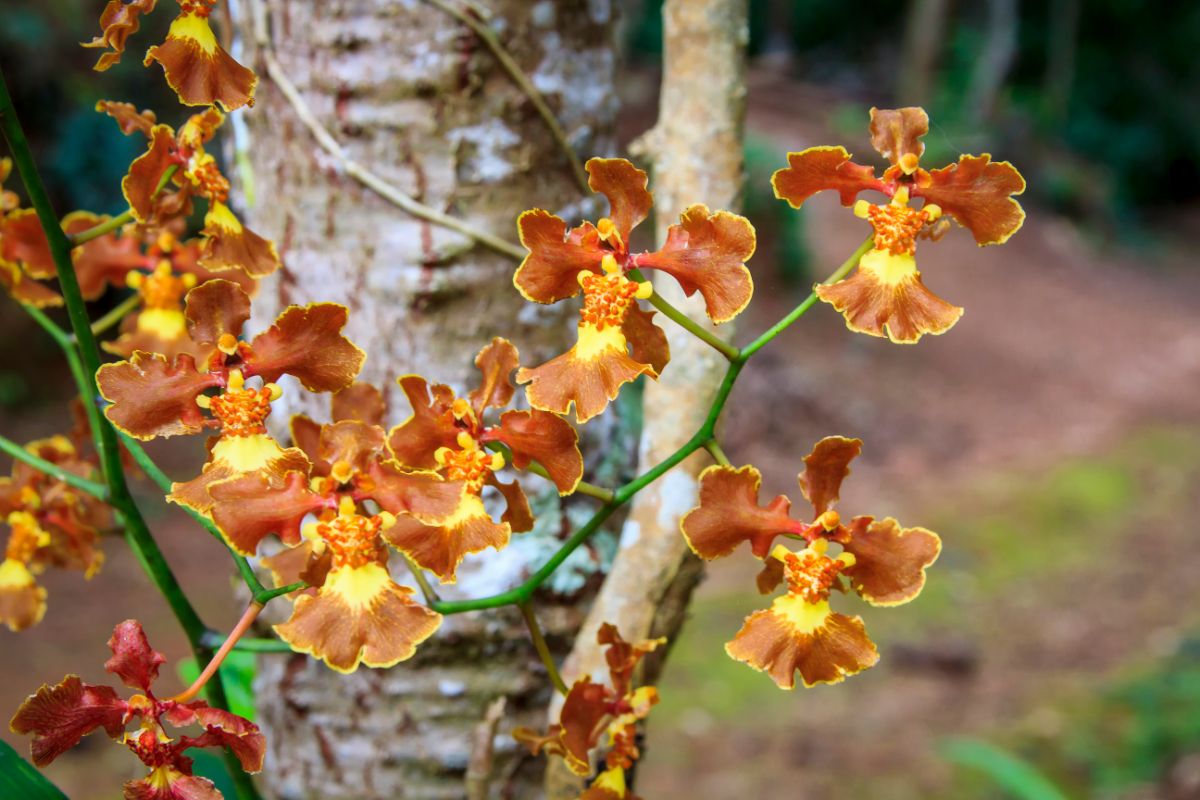 Mini orquídea são o encanto da jardinagem; conheça 4 espécies raras e veja como cultivá-las - Fonte: Canva