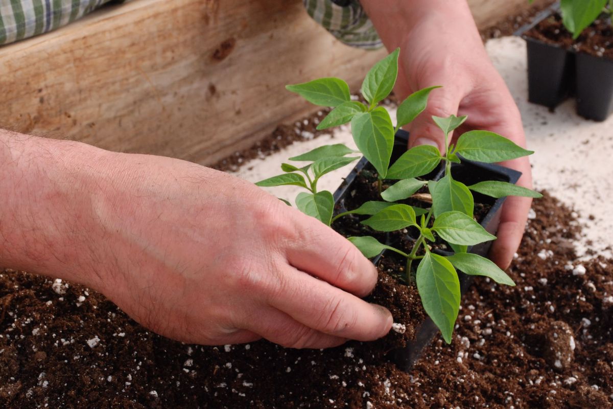 Pimenta biquinho: conheça a maneira mais fácil e rápida de plantar - Reprodução Canva