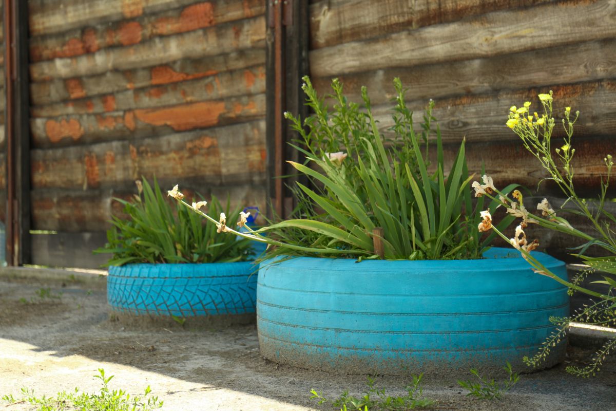 Reaproveitando pneus: veja como transformar pneus em vasos para o seu jardim - Canva