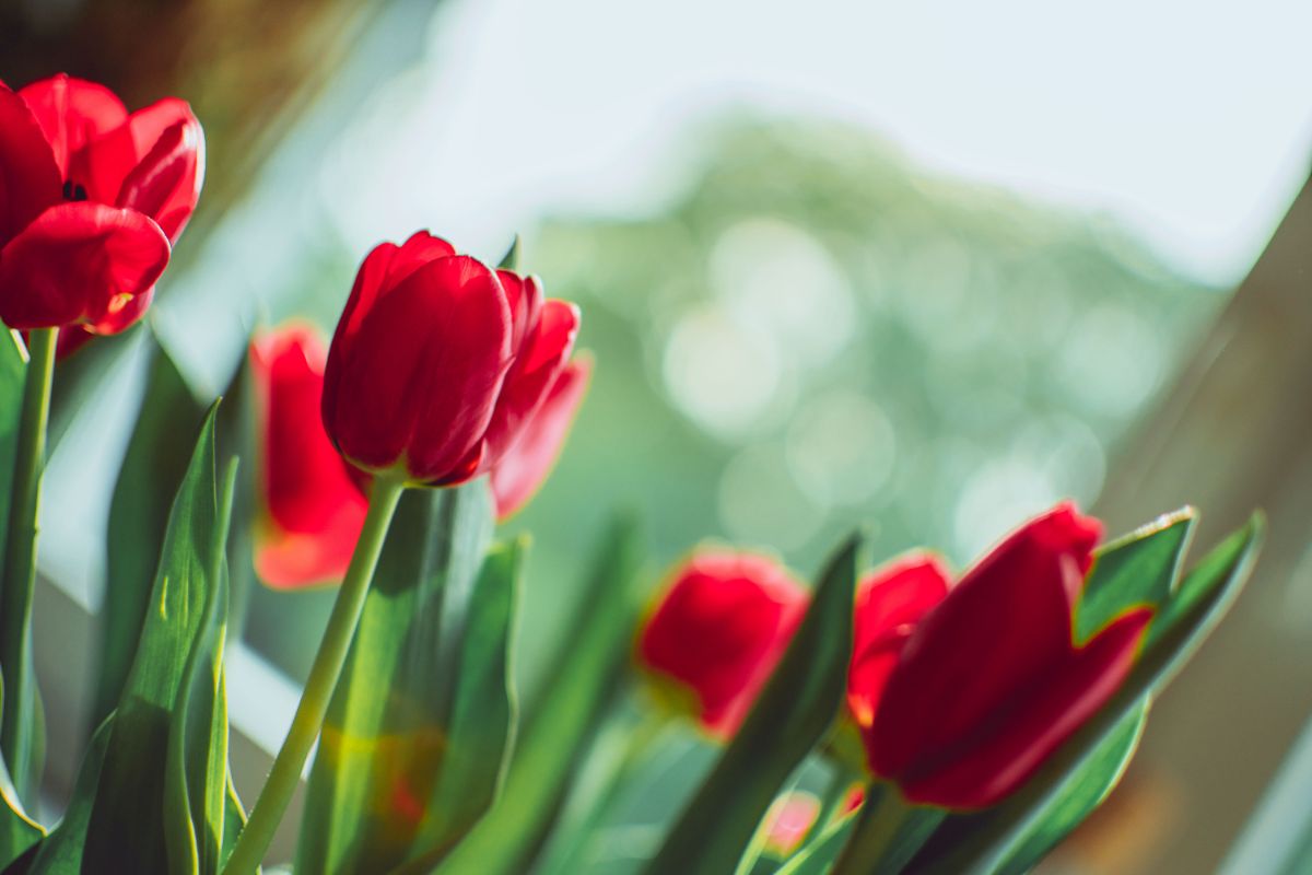 Tem como cultivar tulipas no Brasil? Descubra agora mesmo e saiba mais sobre essas plantas - Canva