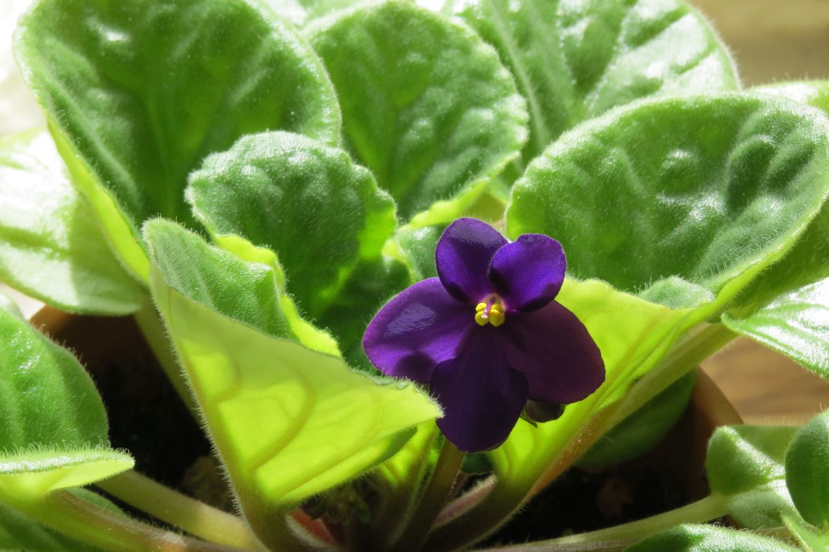 Flores para todos os gostos: como escolher e cultivar em casa - Reprodução Canva