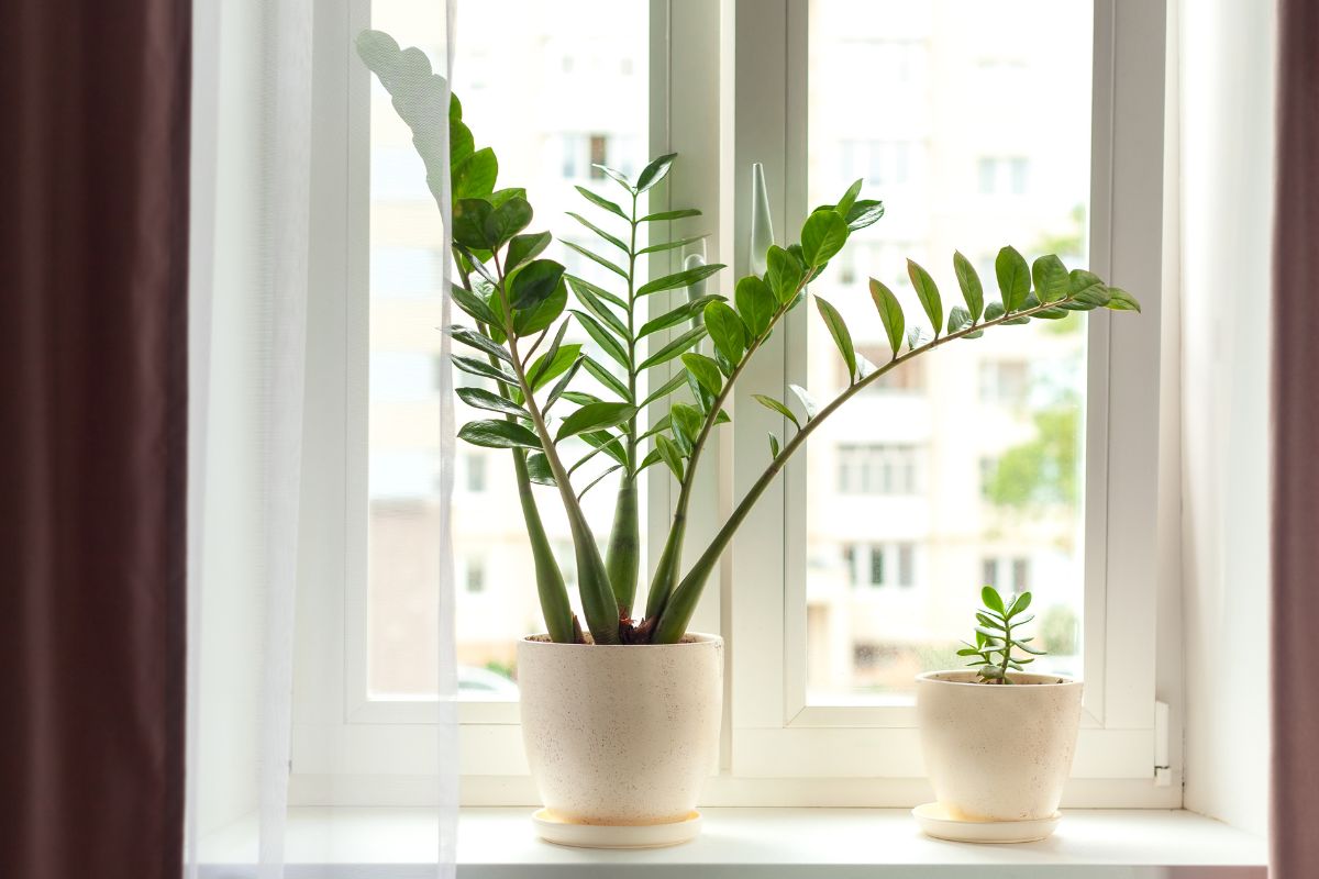 Zamioculca: saiba como cuidar da planta mais elegante que existe - Reprodução Canva
