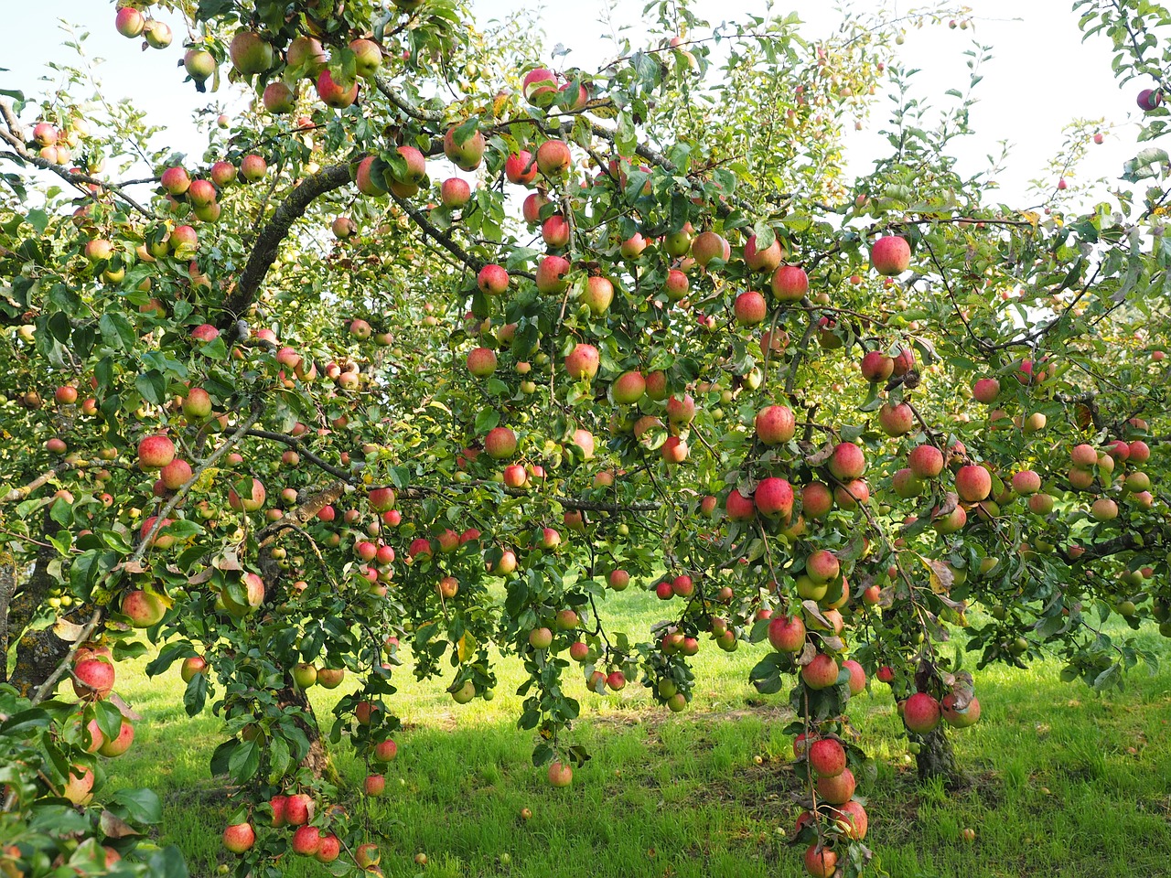 Pomar dos sonhos: como ter árvores em casa com muita fruta. Foto: Pixabay