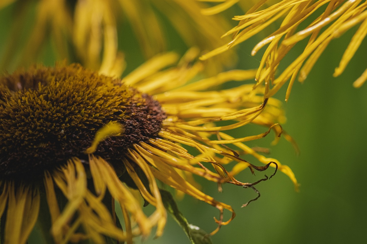 Flores murchas: situação chata que podemos mudar; veja como. Foto: Pixabay