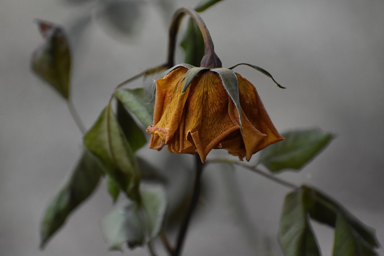 Flores murchas: situação chata que podemos mudar; veja como. Foto: Pixabay