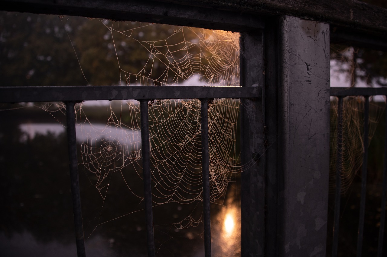 Teias de aranha: seguindo essas dicas, elas nunca mais vão aparecer na sua casa. Foto: Pixabay
